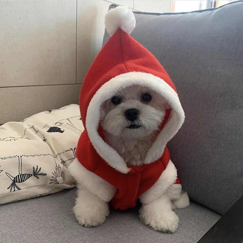 🐶