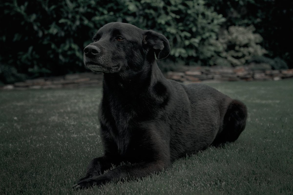 WOOFWOOFMEN's tweet image. ㅤ
       "𝐌𝐫 𝐩𝐚𝐝𝐟𝐨𝐨𝐭 would like to register his astonishment 
        that an idiot like that ever became a professor."
ㅤ