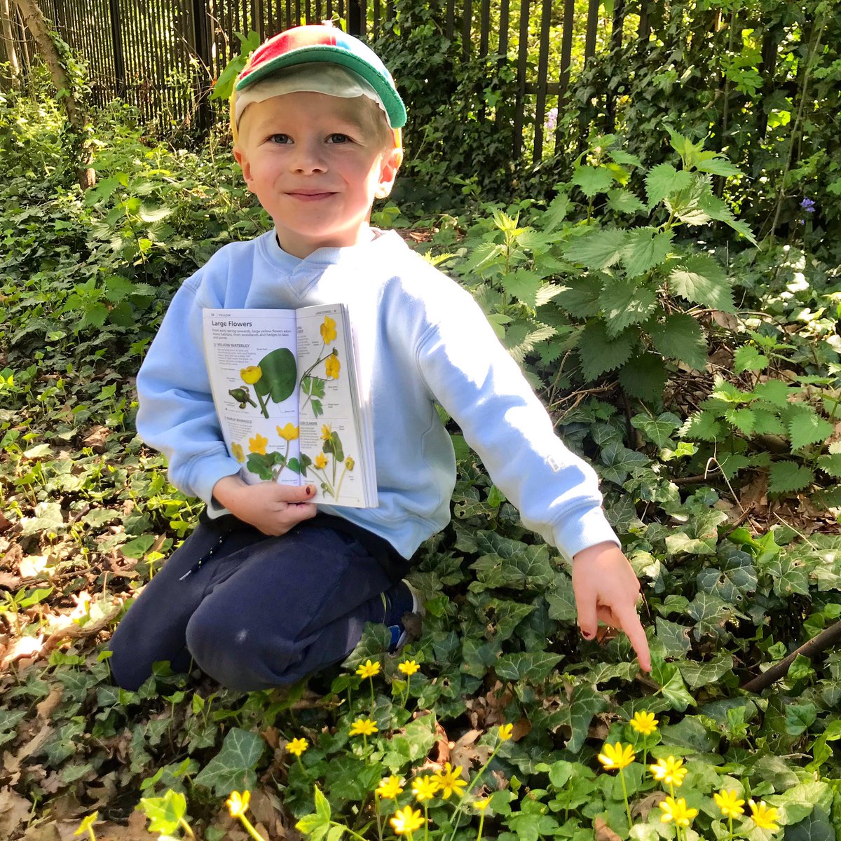 4/26 is the lovely little Celandine. One of the first splashes of Spring cheer!  #twopointsixchallenge  #bowelcancer  #fundraising  @bowelcanceruk  #wildflowers  @dkbooks  https://www.justgiving.com/fundraising/our-2-6-challenge-for-bowelcancer-uk3455?utm_source=sms&utm_medium=fundraising&utm_content=our-2-6-challenge-for-bowelcancer-uk3455&utm_campaign=pfp-sms&utm_term=680145aa8c104c29aa053d50e9cd6f63