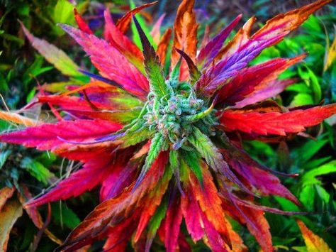 Although I don’t partake here’s a beautiful bud.