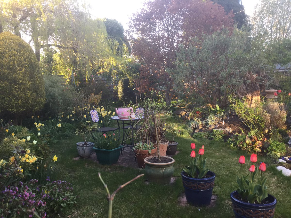 My favourite time of day in the garden. Bathed in the evening sunlight.