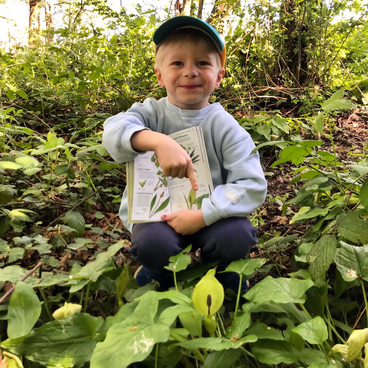 5/26 is the dramatic Jack in a Pulpit, or Lords and Ladies as it’s sometimes know. Don’t touch it’s red berries - they’re poisonous!  #twopointsixchallenge  #wildflowers  #bowelcancer  #fundraising  #dkbooks