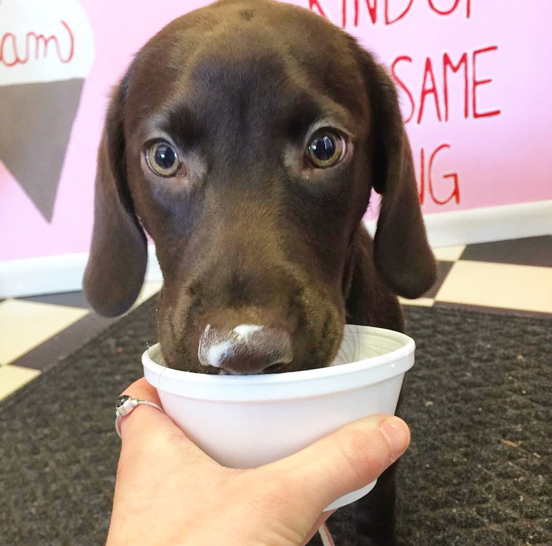 Stop in for a sweet treat for the family &amp; doggy sundae for your furry friends 🍦☀️🐾#pops #popsmaltshoppe #doggysundae #pupcup #icecream #maltshop #kutztown