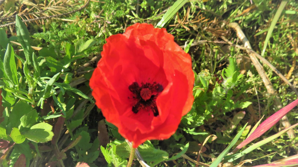 inja5248's tweet photo. ✨ Iedereen een fijne avond toegewenst ✨
vandaag mijn eerste #klaproos gespot langs 'n landweg bij 't #Hingen #MiddenLimburg 🌺
@FloraNederland @FLORONNederland https://t.co/RkVQ2CujDK