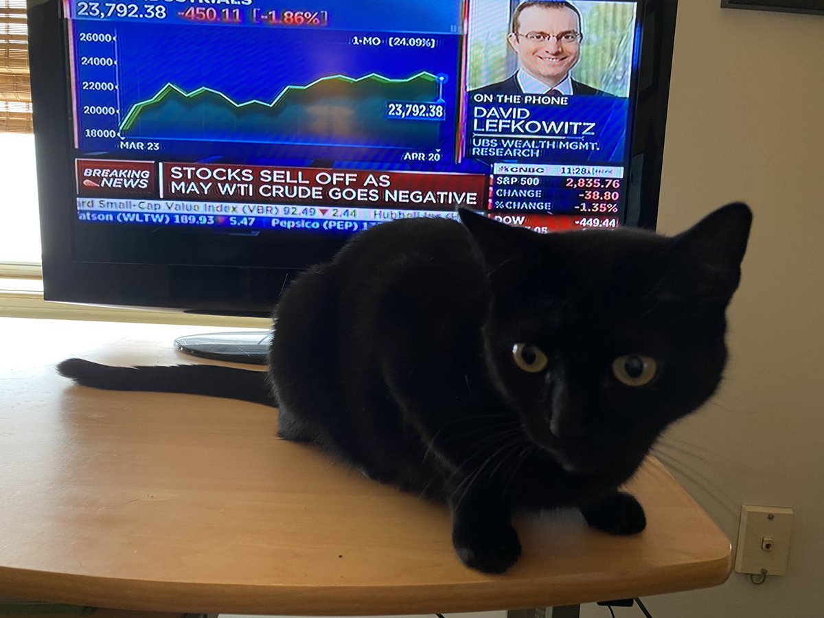 StockCats_2009's tweet photo. I don’t even know how to explain the price of oil being negative to my cat https://t.co/h2kJuJEnjX