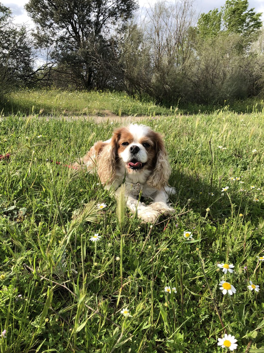 BenjiKrol's tweet photo. here’s cindi laying in the grass https://t.co/R6pQDiWRxD