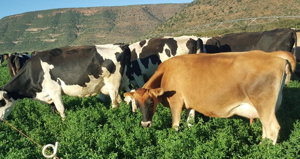 FarmManagerSA's tweet photo. Winterton Area- KZN:  -This pasture based dairy operation is requiring the services of a dairy farm manager to join their team.
MINIMUM REQUIREMENTS:  #Agriculture #Cows #DairyManager #IrrigationandPivots #PastureManagement https://t.co/gtAUY7zDbk https://t.co/RxUh8mu3DC