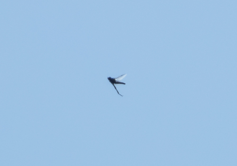 TedDavisHanwell's tweet photo. Flies and thrush (?) at Warren Farm today.
https://t.co/xeowKCUFKP 
#ProtectWarrenFarm  #WarrenFarm  @HanwellNature  https://t.co/0nL8XqyXh7 https://t.co/OyBHjEYU8M