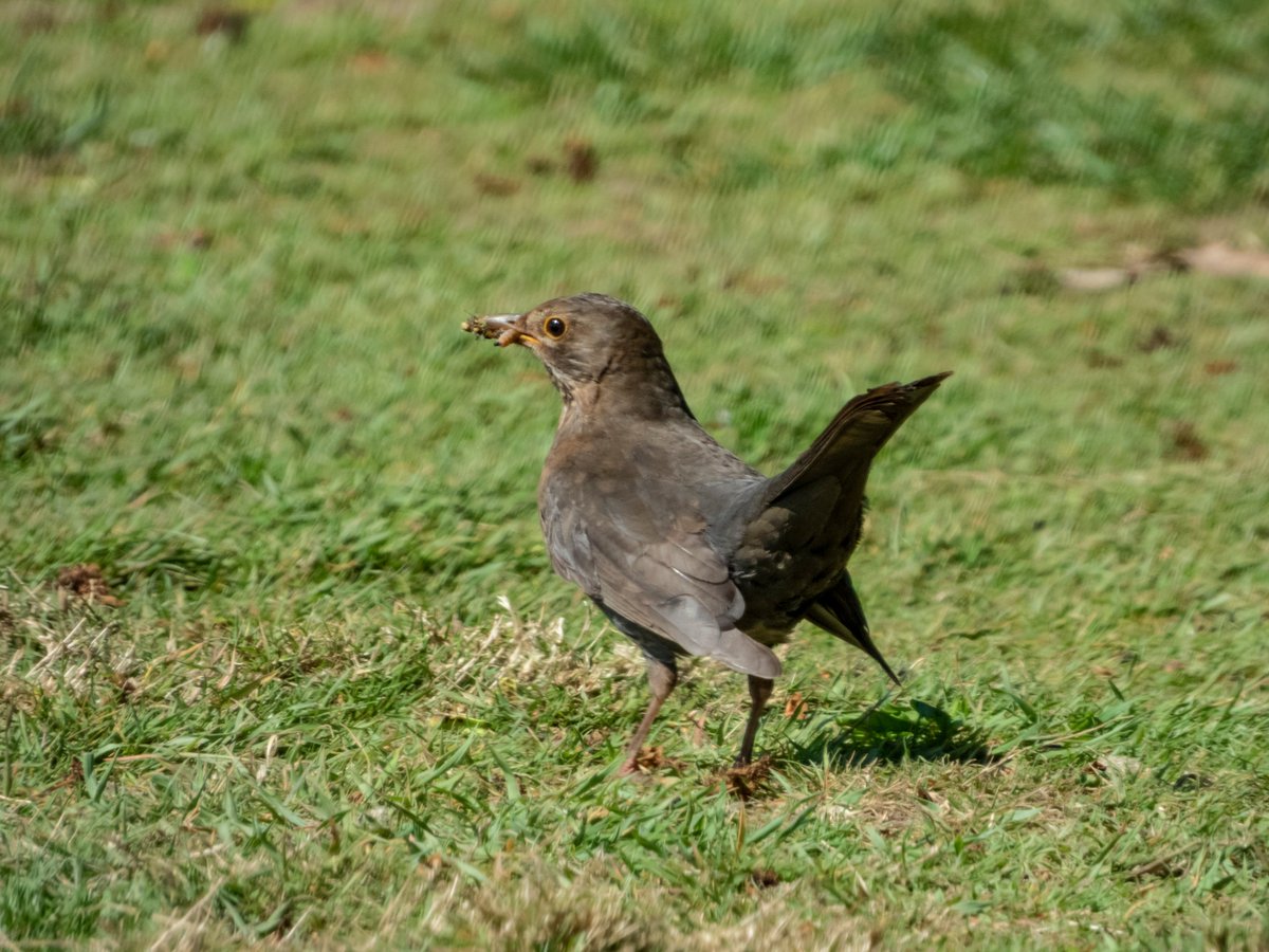TedDavisHanwell's tweet photo. Flies and thrush (?) at Warren Farm today.
https://t.co/xeowKCUFKP 
#ProtectWarrenFarm  #WarrenFarm  @HanwellNature  https://t.co/0nL8XqyXh7 https://t.co/OyBHjEYU8M