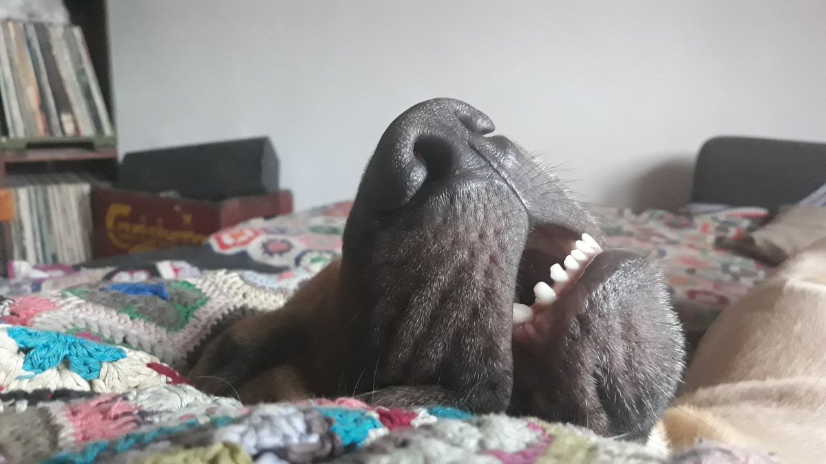FogDog tweet media