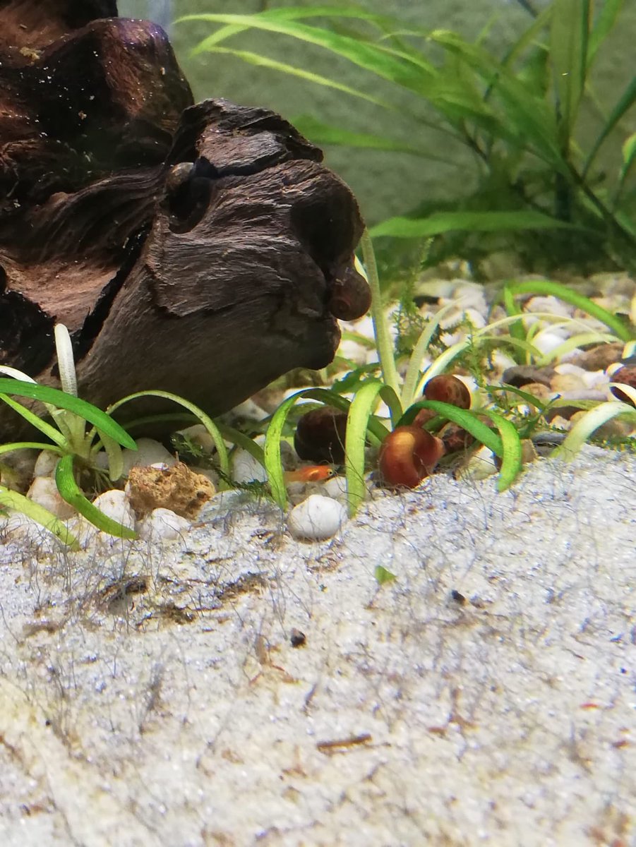 KNinchen4's tweet photo. Suchbild 🤔 wo ist das Baby 👶 #platys #fisch #aquarium #babys https://t.co/6LTquMlZ0c