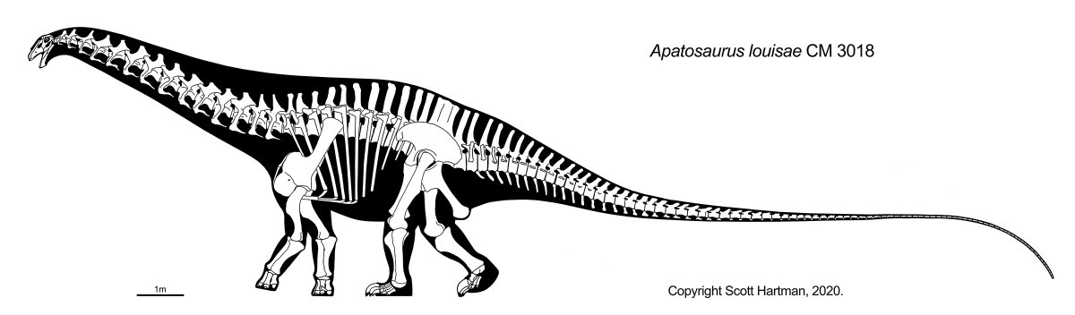 While my macronarian skeletals may have anticipated the excellent work published today by  @raptordanny and coauthors, several of my diplodocids will need to be reposed. In fact, I sat on this skeletal of Apatosaurus for almost two years because it seemed so strange.