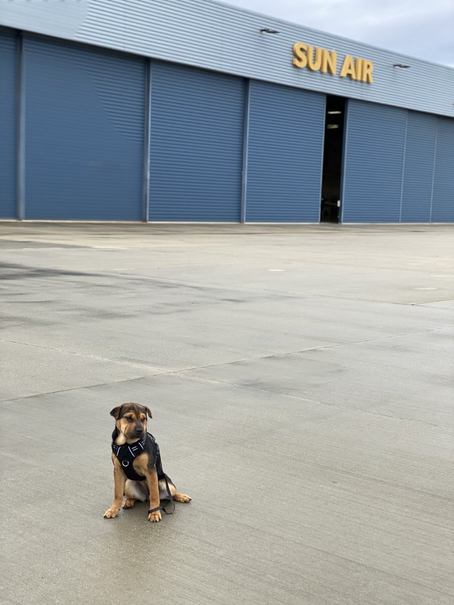 SunAirJets's tweet photo. Juno has been taking social distancing very seriously
#jetsetpup #dogsonjets #privatejet #businessjet https://t.co/Ynfsn8GwRe