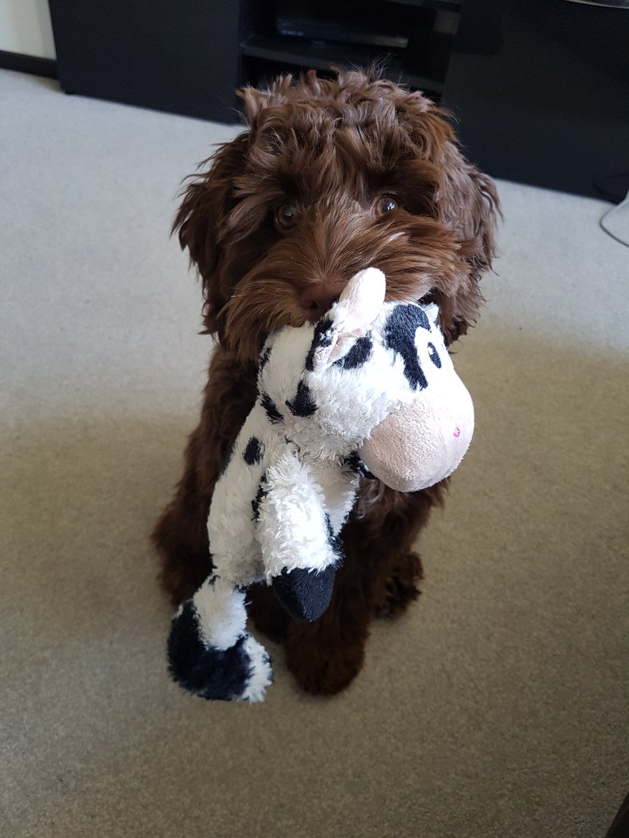 MrsPadbury's tweet photo. @MrsConnell10 Lucy loves me being at home, so I can take her on long walks and play fetch with her. https://t.co/lwuwqzB2MJ