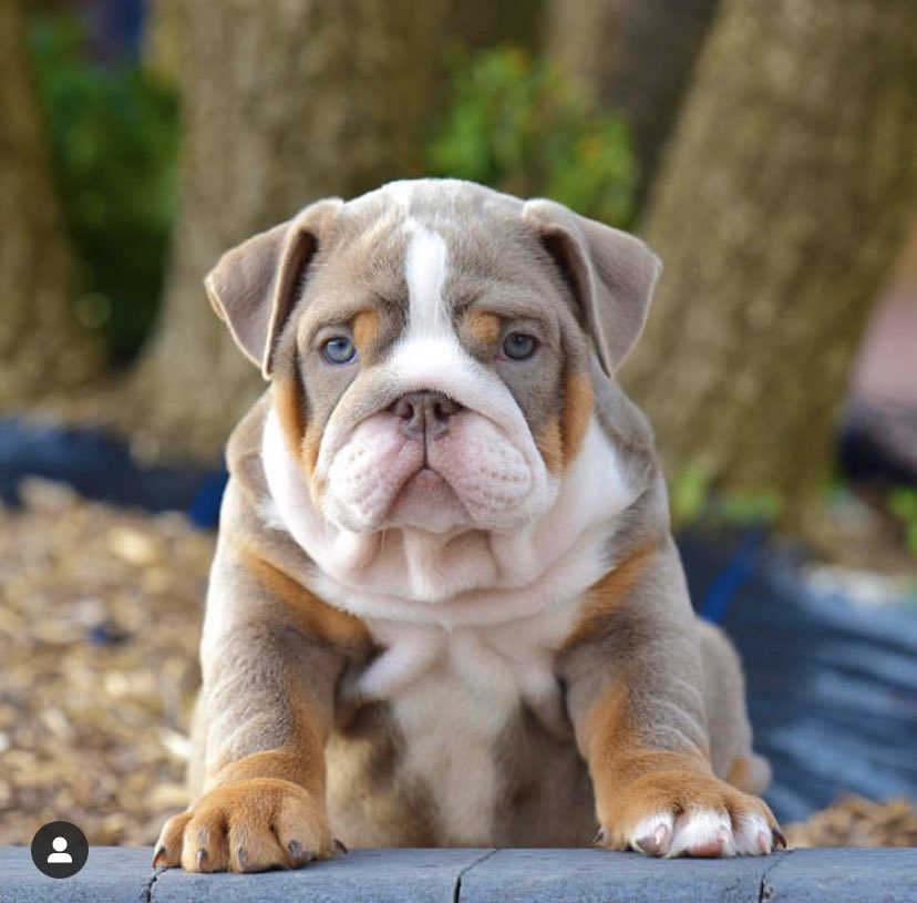epic_bullyz's tweet photo. ⭐️ EPIC BULLYZ BEAR ⭐️ https://t.co/HBze5fCj5d