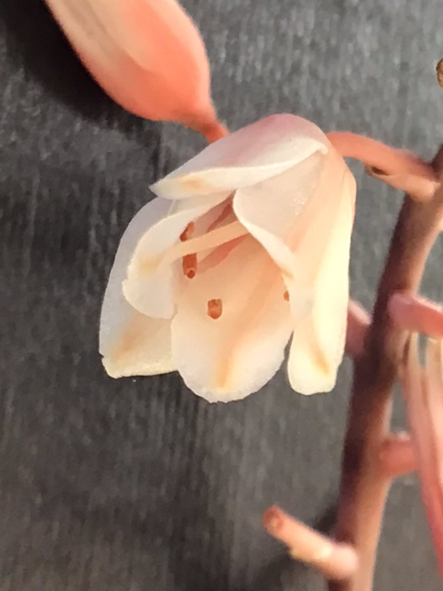 CactusSucculent's tweet photo. #Aloe ‘Spider’ another wonderful little hybrid that has the best points of a range of parents. #BCSS #CactusSucculent #KirkstoneBotanica #Aloefamily #Aloespider #Aloecollection https://t.co/zPHenTMA8E