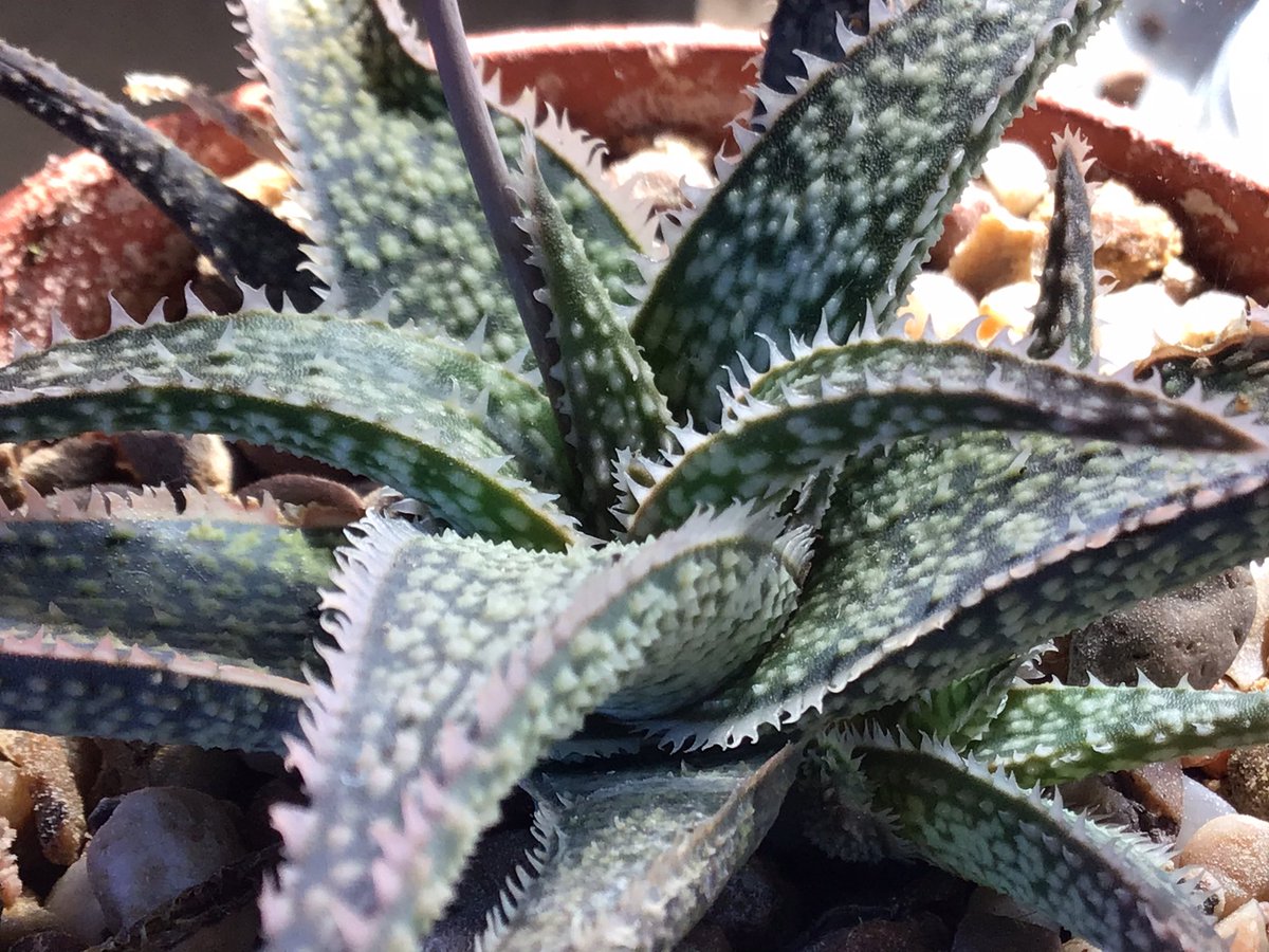 CactusSucculent's tweet photo. #Aloe ‘Spider’ another wonderful little hybrid that has the best points of a range of parents. #BCSS #CactusSucculent #KirkstoneBotanica #Aloefamily #Aloespider #Aloecollection https://t.co/zPHenTMA8E