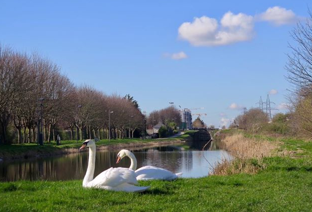 White swans at Blackhorse by Aine H