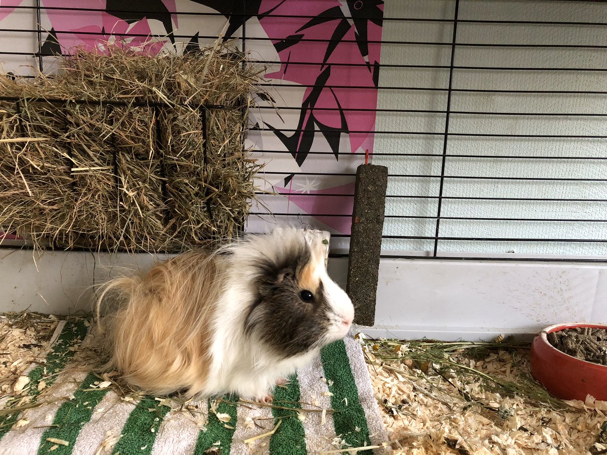 Shruum_'s tweet photo. @bocaih The second piggy sadly died last year 😩 https://t.co/JtlWEZ99WP