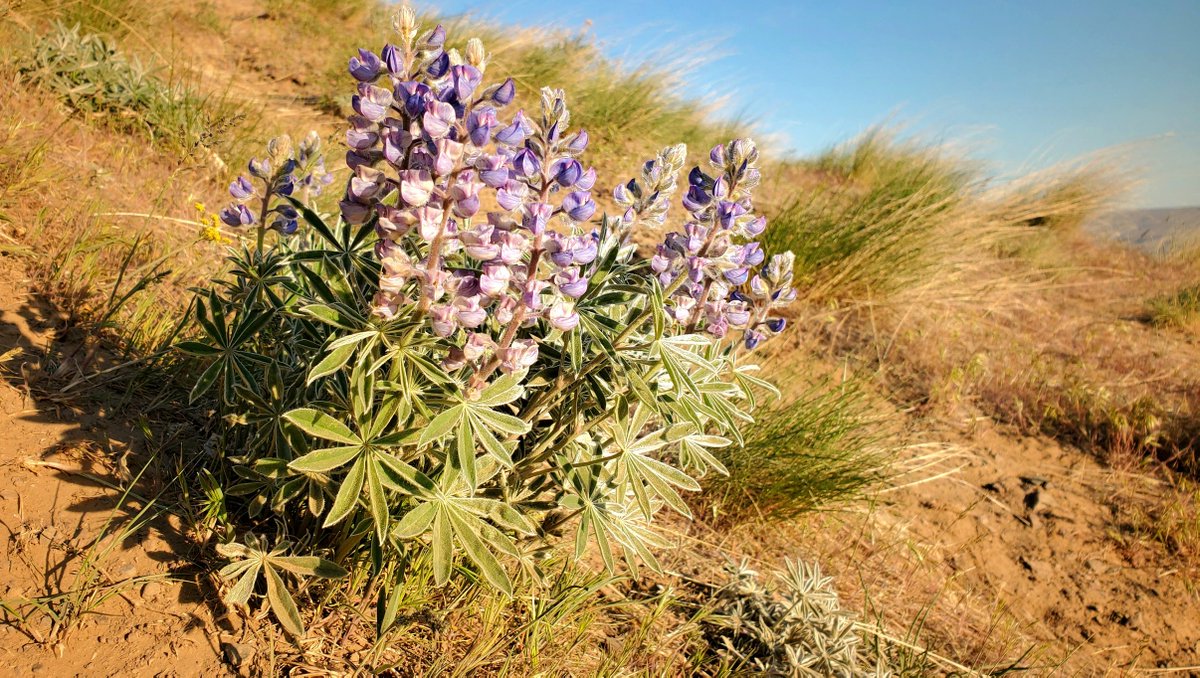 REACHmuseum's tweet photo. It’s Lupine Season!
In honor of Native Plant Appreciation Month in WA State &amp; Earth Day’s 50th anniversary, we plan to bring you profiles of some native plants over the next few weeks. These real-time profiles will highlight some of the plants you might see now. https://t.co/Mf8gHOMOCe