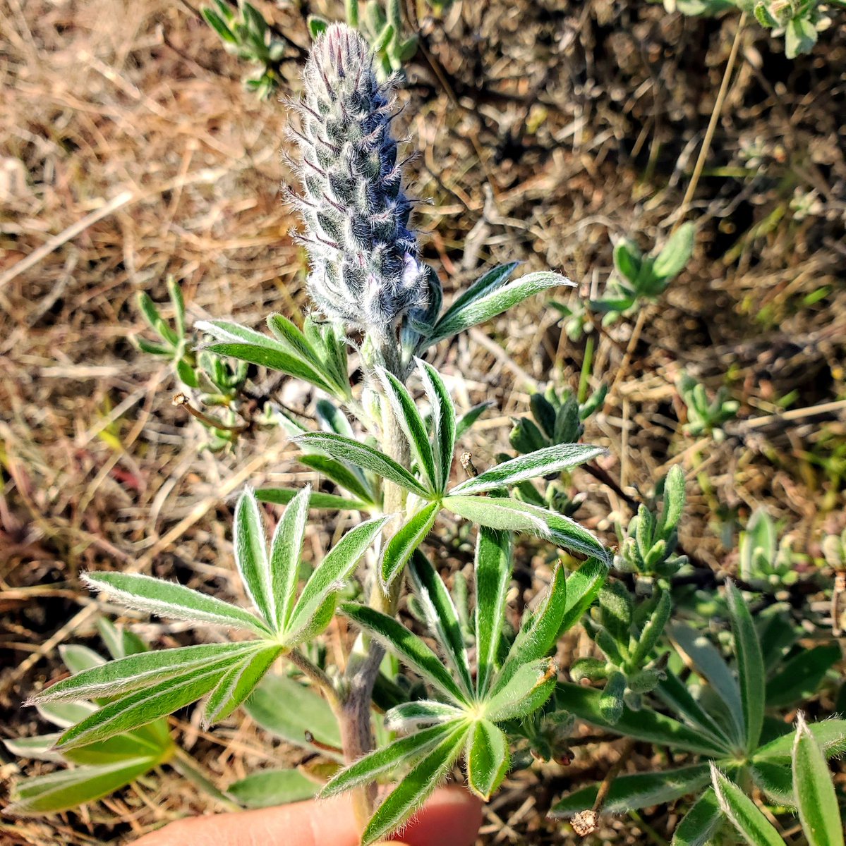 REACHmuseum's tweet photo. It’s Lupine Season!
In honor of Native Plant Appreciation Month in WA State &amp; Earth Day’s 50th anniversary, we plan to bring you profiles of some native plants over the next few weeks. These real-time profiles will highlight some of the plants you might see now. https://t.co/Mf8gHOMOCe