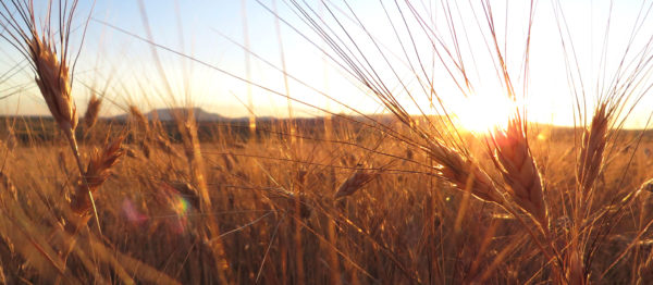 Did you know that the fastest growing sector of the U.S.’s #foodindustry is organics?

Yet in the mid-1980s when Bob Quinn began regenerative organic permaculture farming, fellow farmers thought he was crazy: ow.ly/2oh550zjlJY

#ThinkLandscape #eathonest