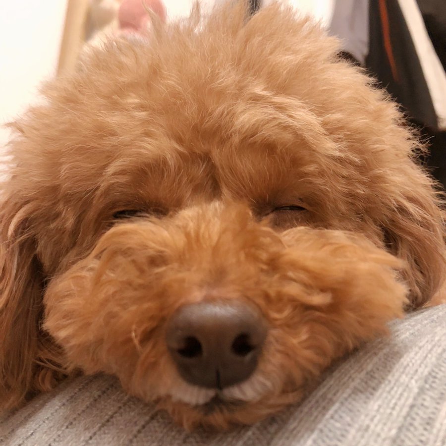 トイプードルの鳴き声がマンションでうるさい 迷惑かけている時に飼い主ができることとは ワンコと一緒にハッピーライフ