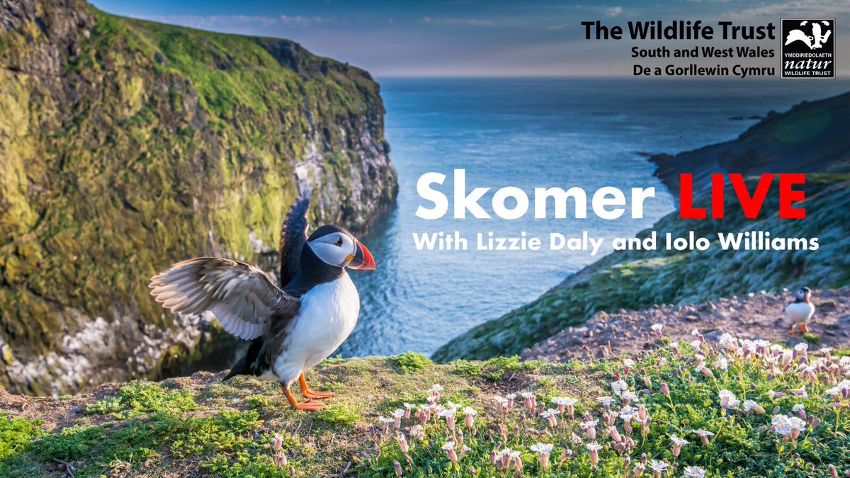 WTSWW's tweet photo. If you’re enjoying our new @skomer_island web cams then you’ll 💙 our new Skomer Live weekly roundup with the fabulous @IoloWilliams2 &amp; @LizzieRDaly!

The first episode will go live this Weds at 12pm!🙌

Tune in at ➡️ https://t.co/J3WUAN5SI0

#SupportYourTrust #SkomerIslandLive https://t.co/9MRFlNsh6w