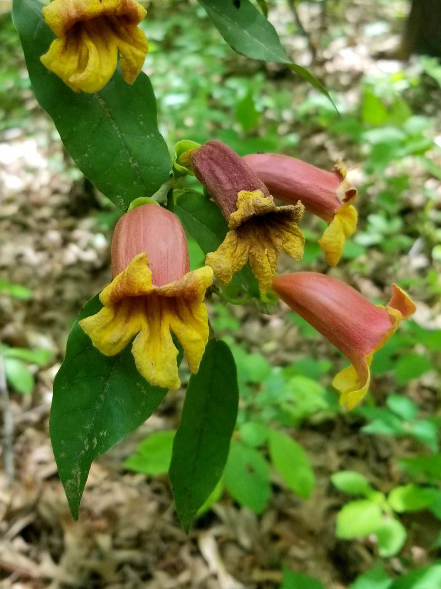 memphisbotanic's tweet photo. Crossvine (Bignonia capreolata) is blooming in our Wildflower Woodlands! This tropical-looking evergreen vine is native to the southern United States and enjoys sun or part shade. Hummingbirds will drink from the blooms! #MBGBlooms
📸Jill Maybry https://t.co/pdpAnQRVSY