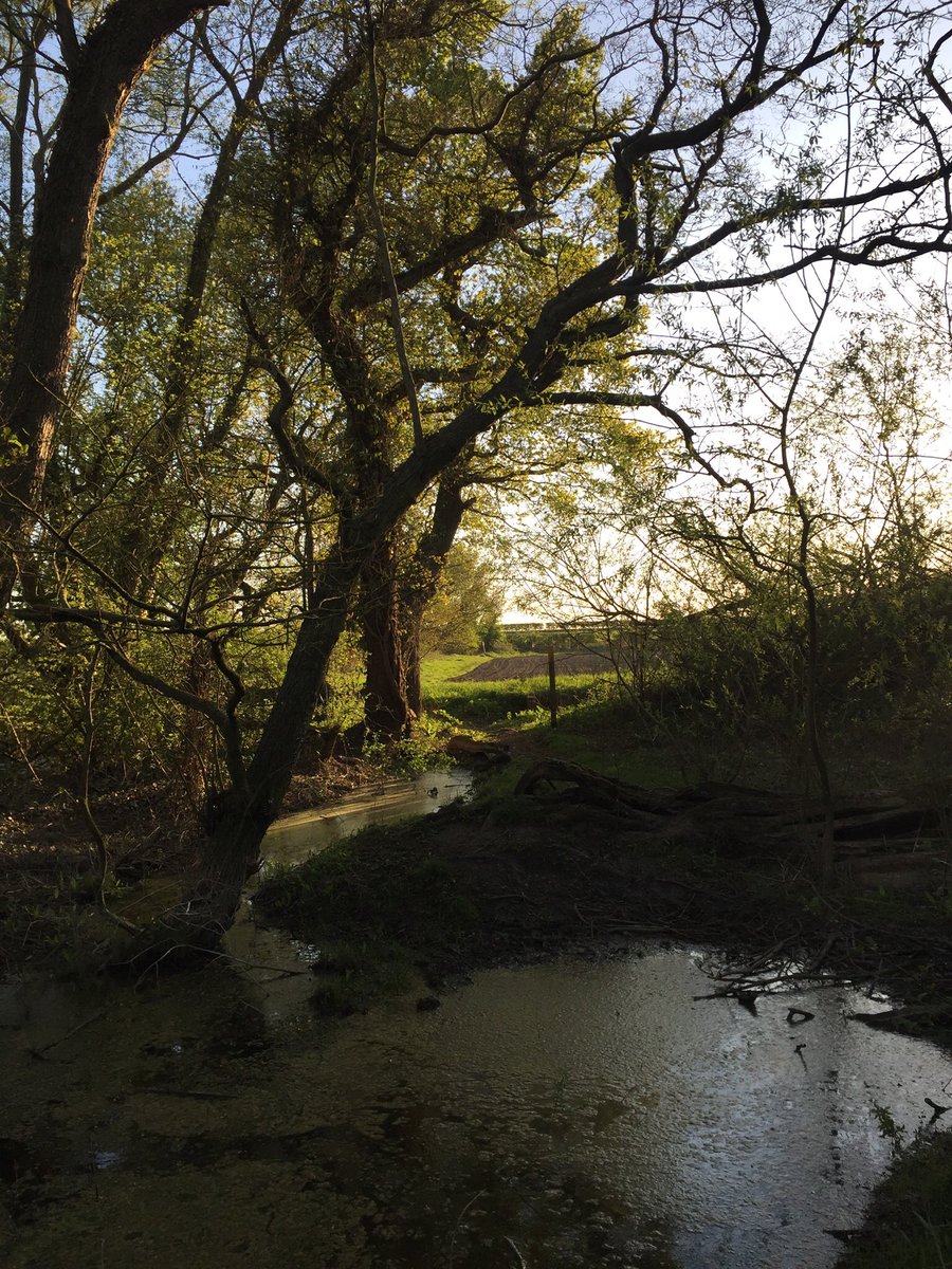 baRnby_s's tweet photo. Beautiful Blyth ..... I know my pictures aren’t in the same league as those of @bigd0307 @john_bartrop and @RussellBaughan .... but a stunning evening none the less .... thank you Russ .... I managed to get through the swamp 👍
#kitchenescape
#goodforthesoul
#getoutdoors https://t.co/1xdx7GYnPi
