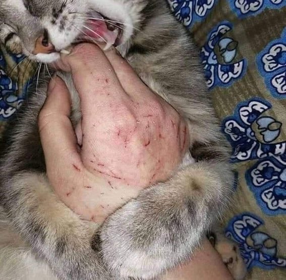 effort401's tweet image. I would do anything for my cats😍🥰 #CatsOfTwitter