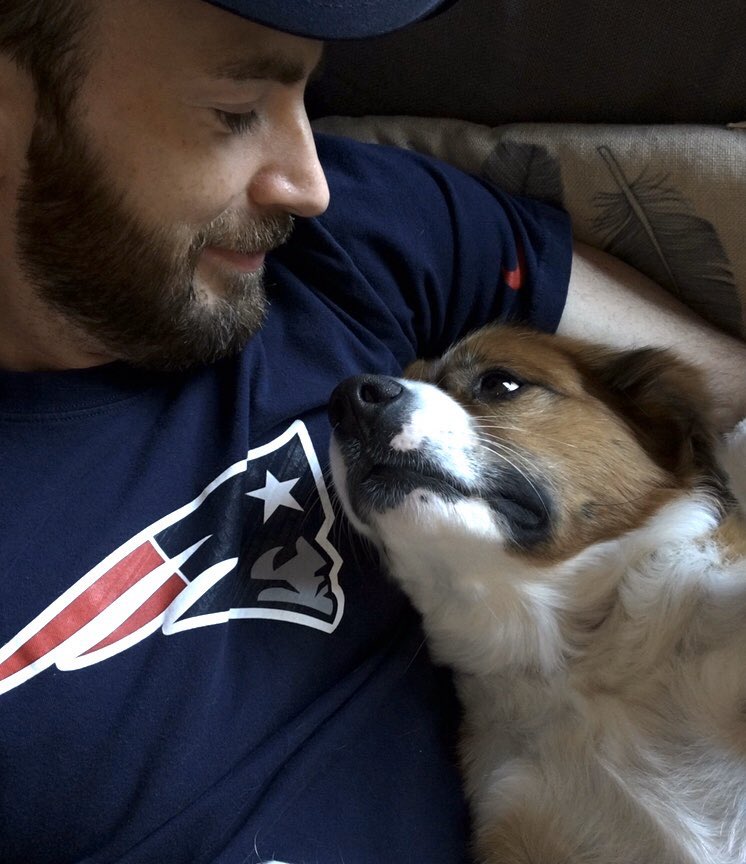 buttsandevans's tweet photo. goodnight to chris evans and dodger only https://t.co/lRqkdD9hzV