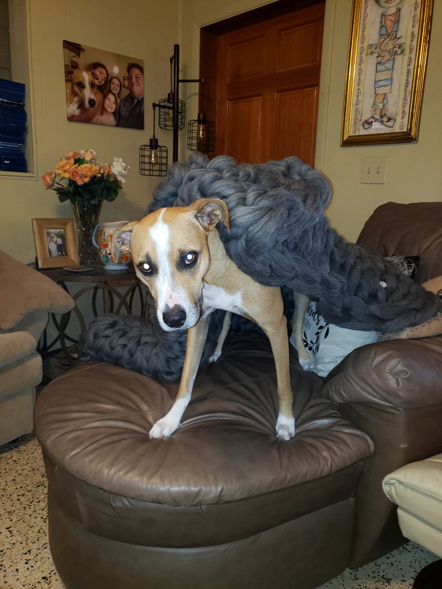 coletrickle333's tweet photo. Thank you @FloodGeek101 for the blanket! Arrived today and my coworker is already laying claim to it. @FLfloods #FFMA2020 https://t.co/o86vUpRHL0