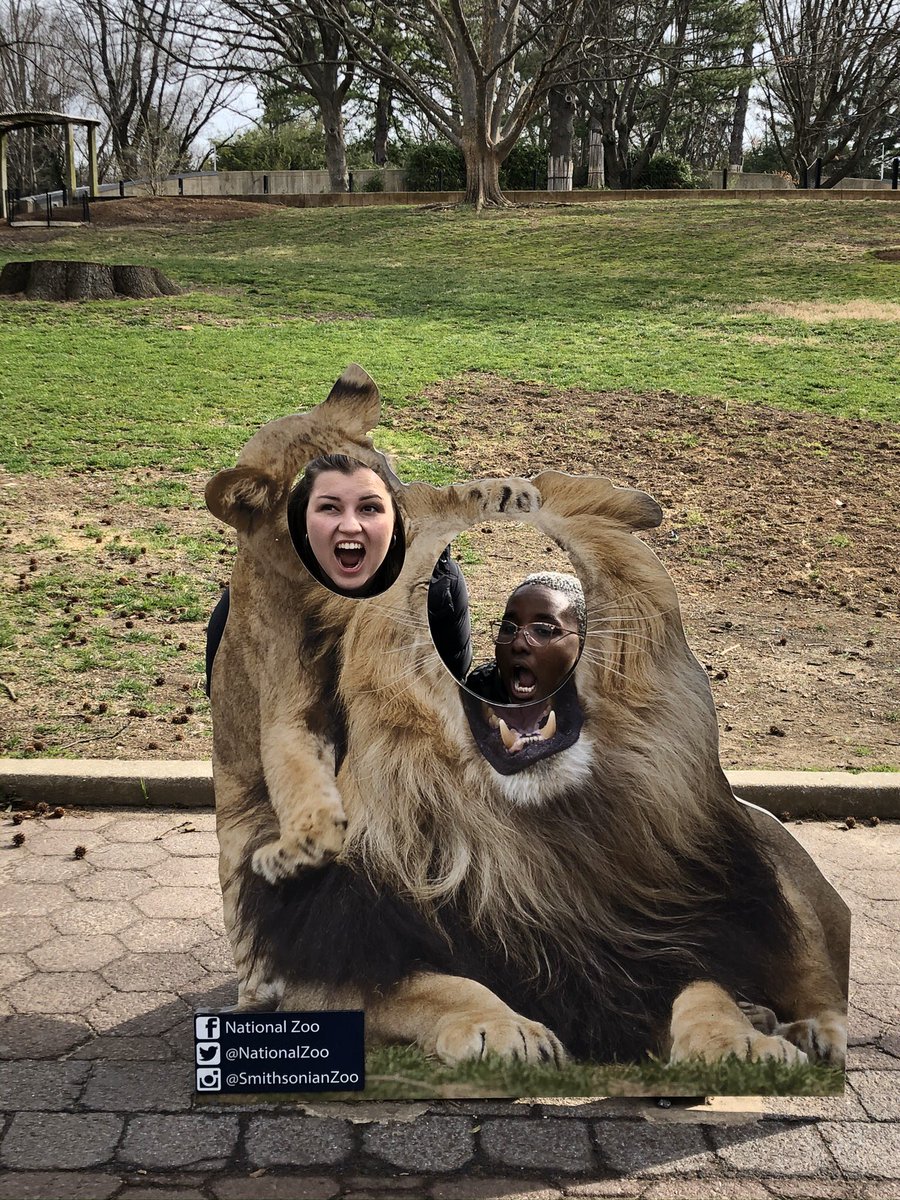 UNC_THV's tweet photo. Hey all you cool cats and kittens! Wish I could see you right meow. 
(UNC THV does NOT support the captivity of wild animals...or killing your husband?) https://t.co/eebZDujRRi