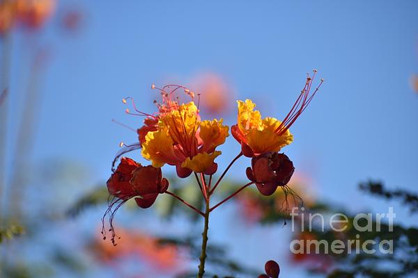 New artwork for sale! - "Orange Flowers" - fineartamerica.com/featured/orang… <a href="/fineartamerica/">Fine Art America</a>