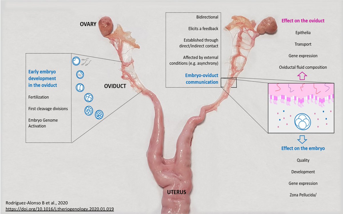 B. Rodríguez-Alonso tweet media