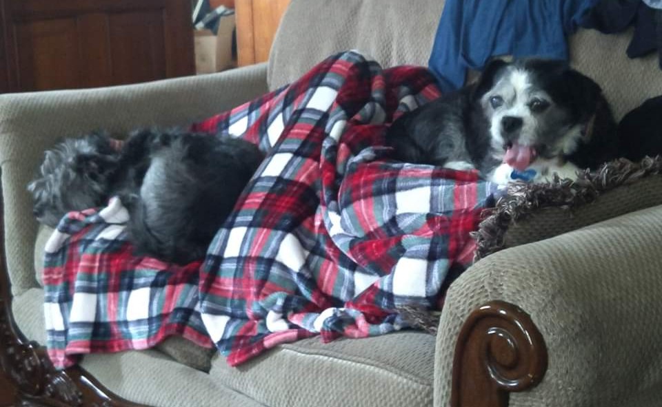 Day 36: I have become one with the couch.