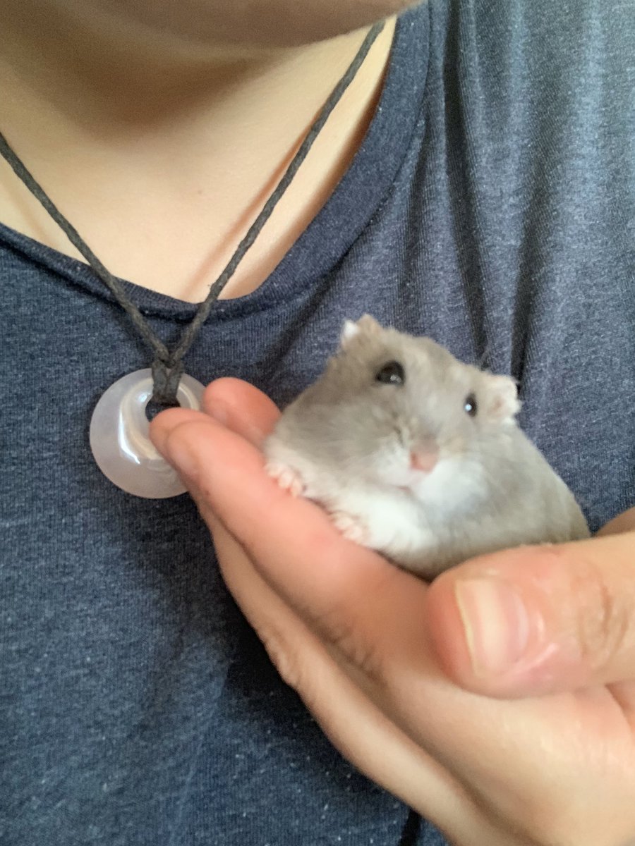 PebbleAndSusie's tweet photo. Missing my Pebble 💗😭 https://t.co/XevZMTjo0b