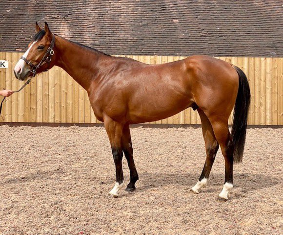 tim_rusbridge's tweet image. Looking good! @Tweenhills Fillies Syndicate owned Silver Machine and Qatar Racing’s Above @Qatar_Racing @MelissaAlFahad @FahadAlthaniQR complete their pre-training with us and head back to @Archie_Watson , can’t wait to watch them continue winning ways! #winners #perfectstart