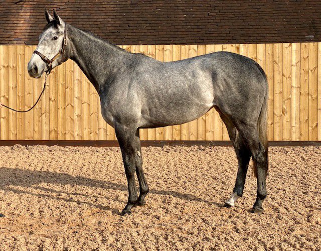 tim_rusbridge's tweet image. Looking good! @Tweenhills Fillies Syndicate owned Silver Machine and Qatar Racing’s Above @Qatar_Racing @MelissaAlFahad @FahadAlthaniQR complete their pre-training with us and head back to @Archie_Watson , can’t wait to watch them continue winning ways! #winners #perfectstart