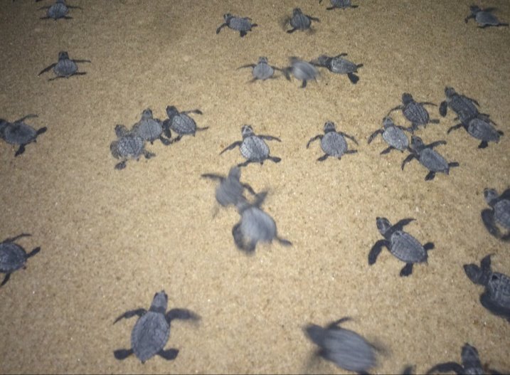 SovakarBYadav's tweet photo. #OliveRidleyHatchlings
#DeviCoast
#TurtleLovers
Dear friends, it's really lovely sight to witness these spectacular event in and after midnight.....! https://t.co/LkT4iQTGHx