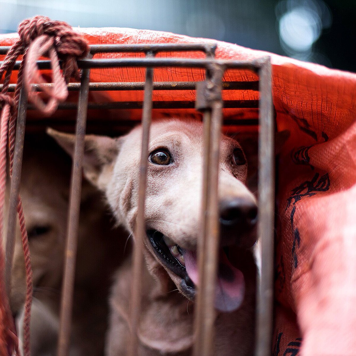 AnimalsInnocent's tweet photo. We are getting closer ....

China 🇨🇳 is inching closer to the end of the legal human consumption of dog and cat  meat.

The country’s Ministry of Agricultural and Rural Affairs announced that it would no longer classify dogs and cars as livestock

Source:https://t.co/Y31qTB9fxA https://t.co/GEaqxuRDpI