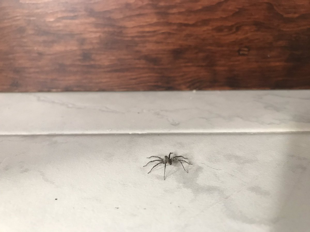 ConsueloAlcocer's tweet photo. @Arachno_Cosas hola! Te comparto fotos de una araña que encontré en mi casa, últimamente han aparecido muchas así, a ver qué me puedes decir de ella. https://t.co/nz11vOHpsZ