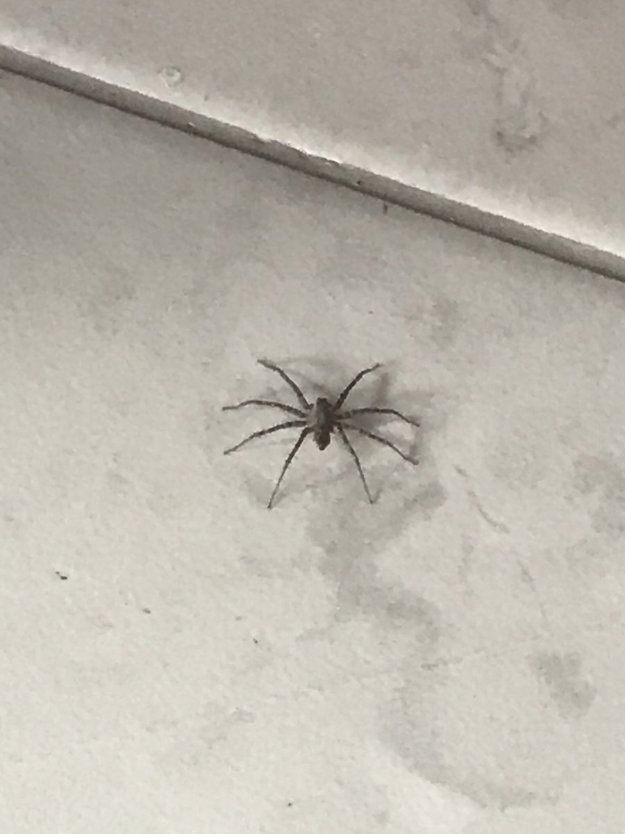 ConsueloAlcocer's tweet photo. @Arachno_Cosas hola! Te comparto fotos de una araña que encontré en mi casa, últimamente han aparecido muchas así, a ver qué me puedes decir de ella. https://t.co/nz11vOHpsZ