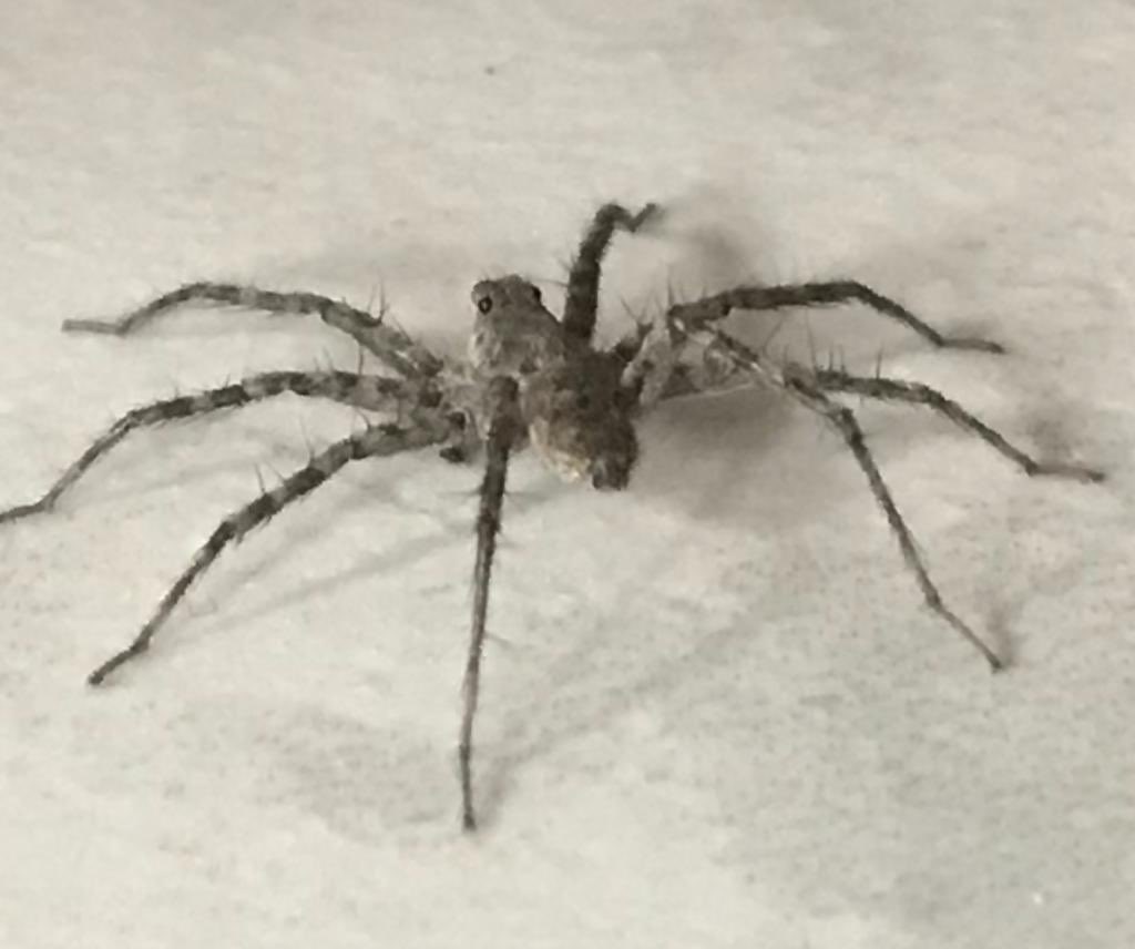 ConsueloAlcocer's tweet photo. @Arachno_Cosas hola! Te comparto fotos de una araña que encontré en mi casa, últimamente han aparecido muchas así, a ver qué me puedes decir de ella. https://t.co/nz11vOHpsZ