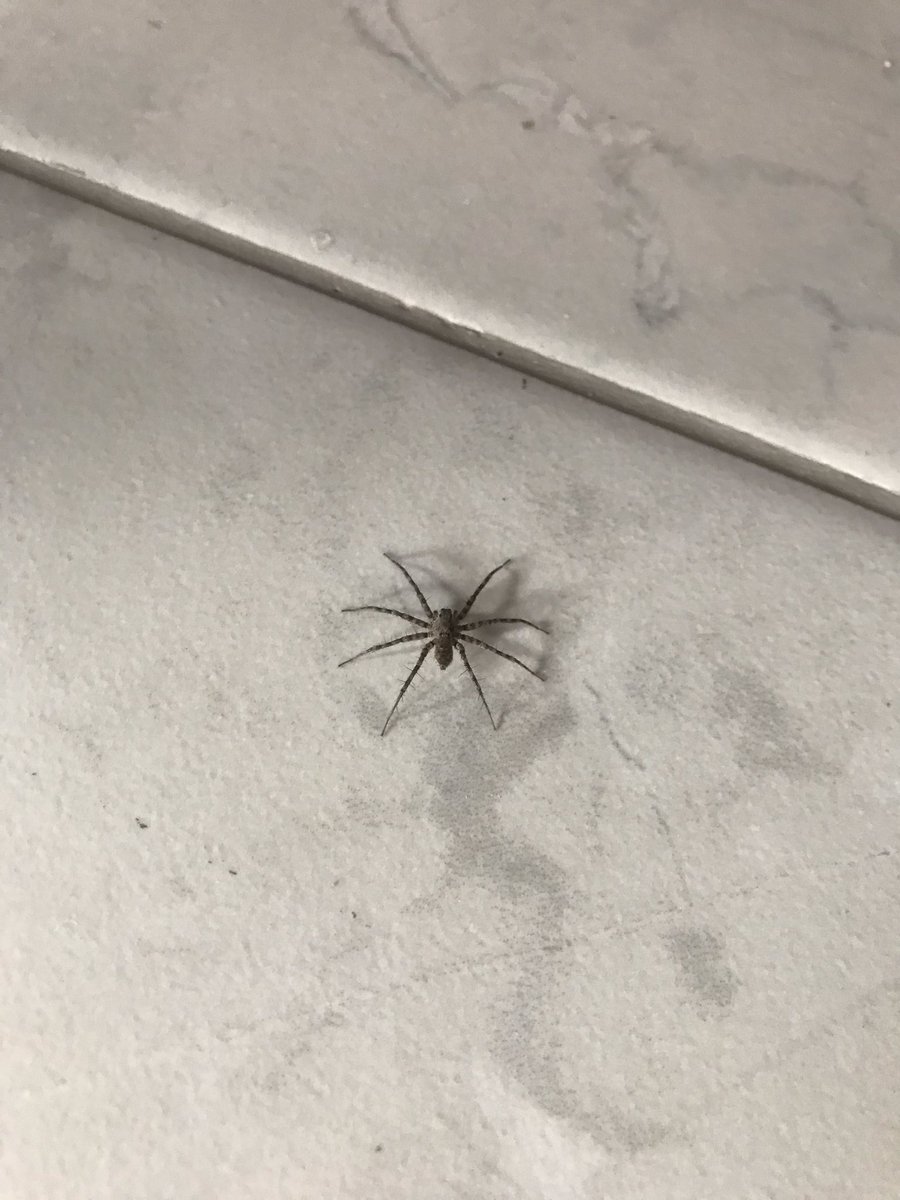 ConsueloAlcocer's tweet photo. @Arachno_Cosas hola! Te comparto fotos de una araña que encontré en mi casa, últimamente han aparecido muchas así, a ver qué me puedes decir de ella. https://t.co/nz11vOHpsZ