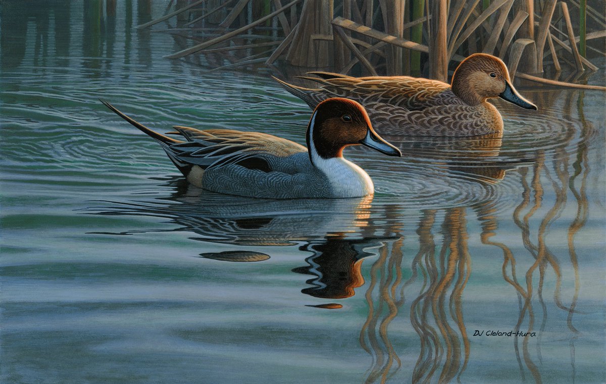 OODMag's tweet photo. Northern Pintails populate the 36th Canadian duck stamp from Wildlife Habitat Canada.โจhttps://t.co/l0z7Xay2Xbโจ
#Hunting #Fishing #Outdoors #Conservation #Ducks #DuckHunt #NorthernPintails #WildlifeHabitatCanada #MigratoryBirdHunting #WildlifeArtists #DJClelandHura https://t.co/AR1LtDQHg0