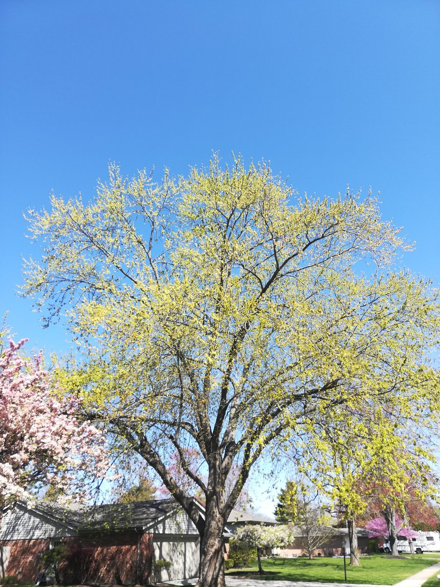 Right now in Dayton you can see Acer saccharinum (silver maple) absolutely full of maturing samaras (little "helicopters" with seeds).They have a LOT of samaras, and the samaras are green, which makes me think of chlorophyll. My question: Are these samaras photosynthetic?