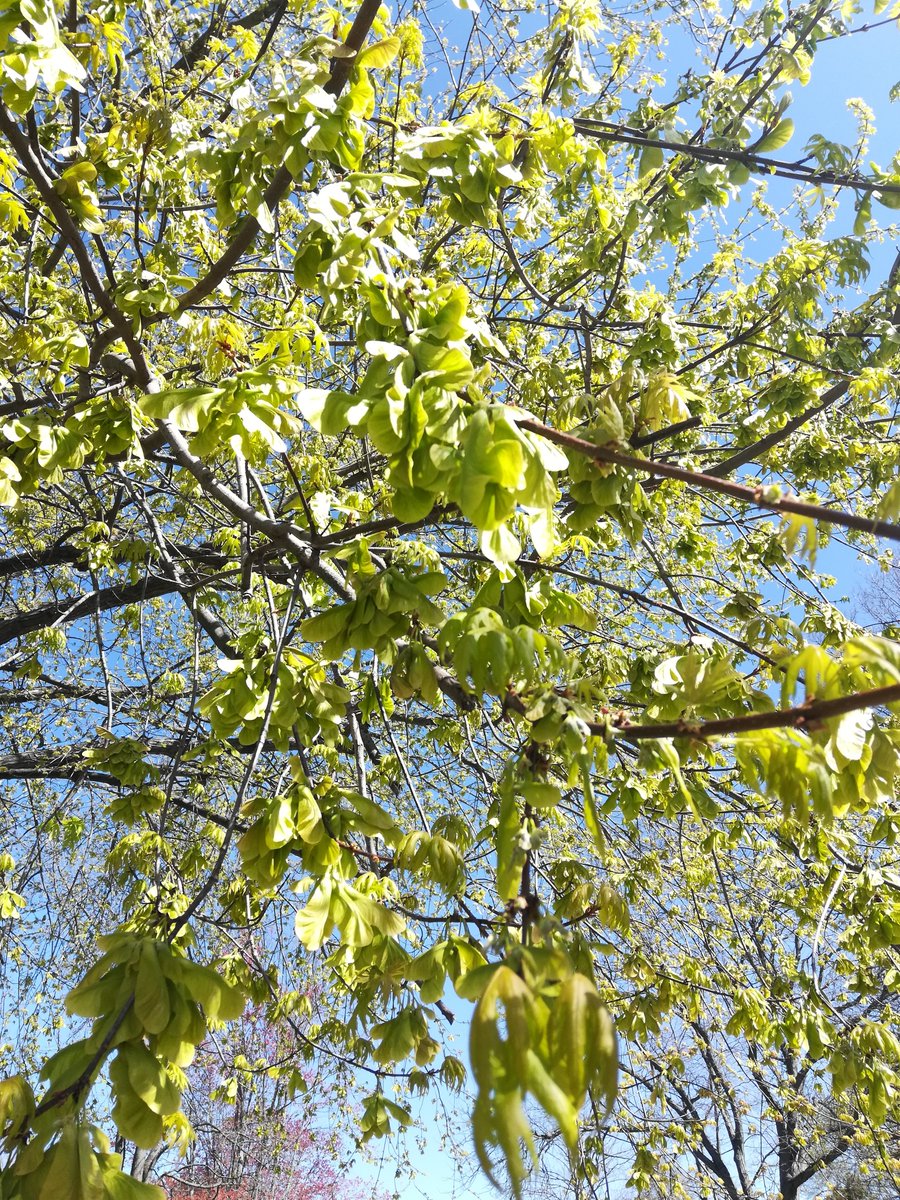 Right now in Dayton you can see Acer saccharinum (silver maple) absolutely full of maturing samaras (little "helicopters" with seeds).They have a LOT of samaras, and the samaras are green, which makes me think of chlorophyll. My question: Are these samaras photosynthetic?