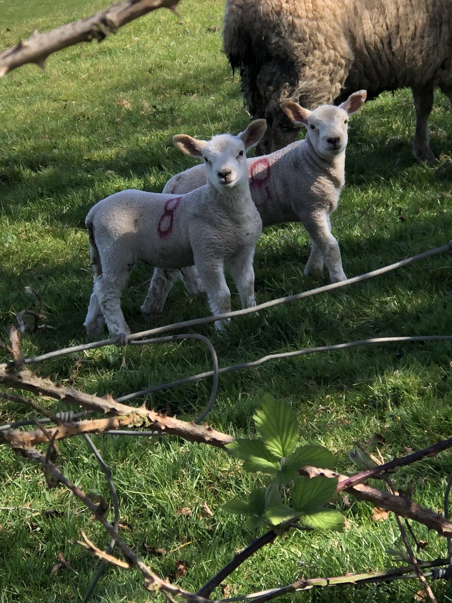 CatherineAa97's tweet photo. Learning to appreciate the nature around me! It can be seen that spring is a time of adding new life &amp; new beauty to all that is 🐑 🌷 #ITTM #StayHomeSaveLifes https://t.co/OqR3GGu73w
